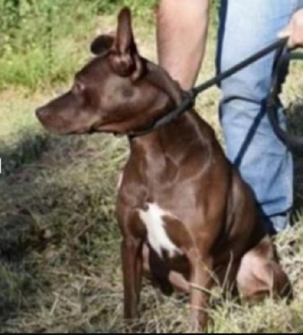 Leila color nocciola 6anni di invani appelli.LAZIO Foto 3