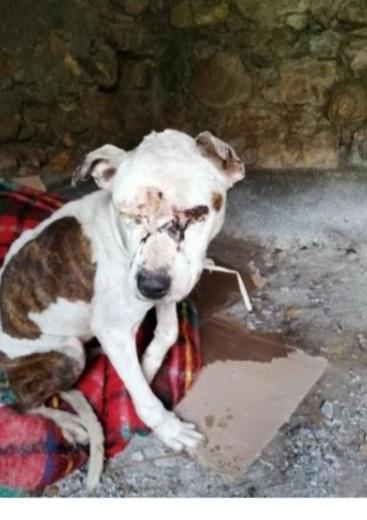 Pitbull 5anni ok gatti ha perso 1occhio.CREMONA Foto 8