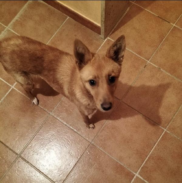 Foxy Dolcissima Cagnolina Simil Volpina