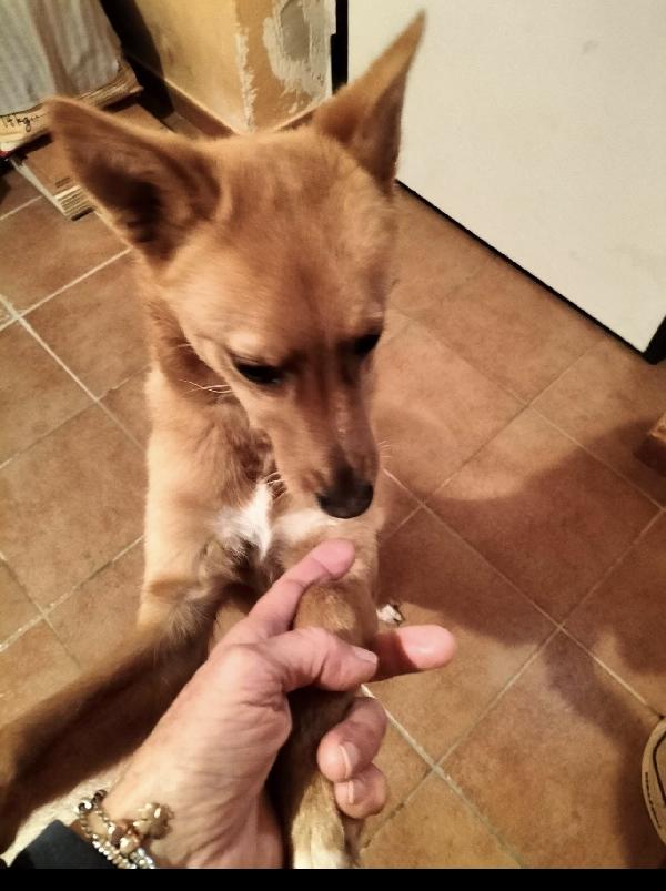 Foxy dolcissima cagnolina simil volpina Foto 2