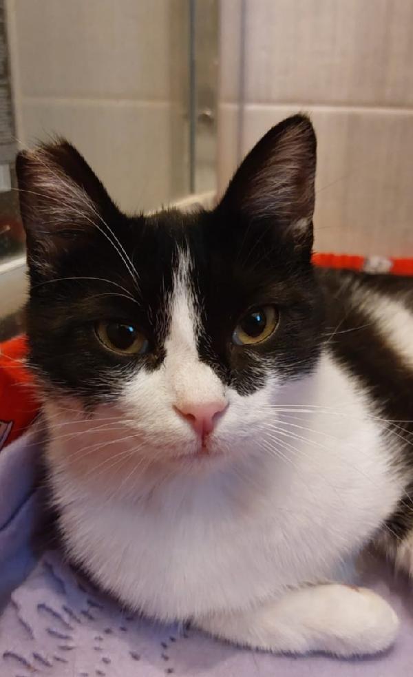 Sara micia bianca/nera 15mesi SOS CASA ROMA Foto 2