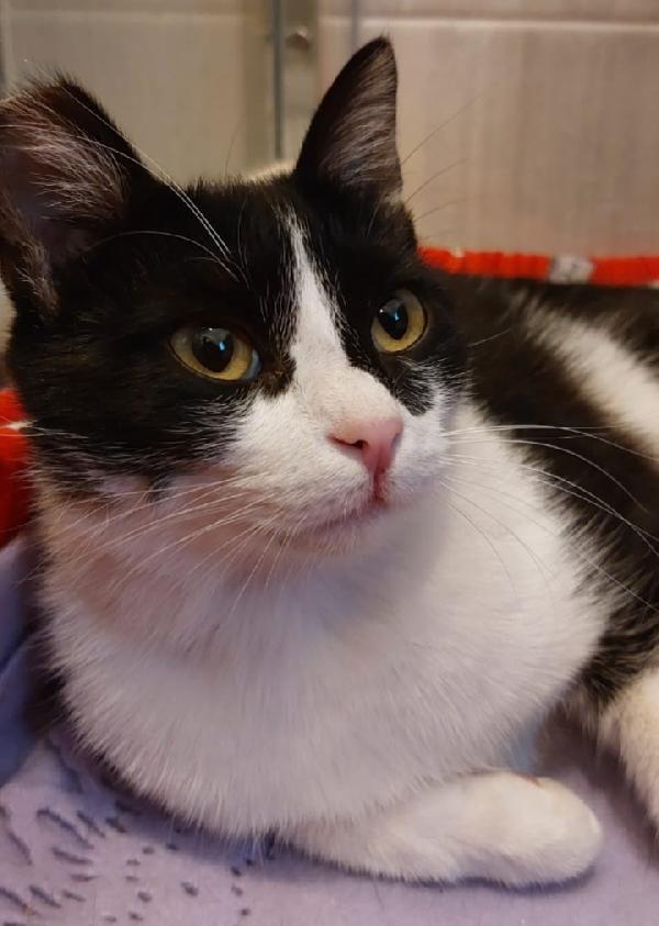 Sara micia bianca/nera 15mesi SOS CASA ROMA Foto 3