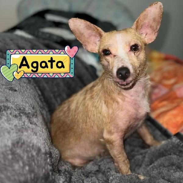 Agata Adozione Del Cuore Per Una Cagnolina Dolce E Tenera - 3 Anni 5 Kg