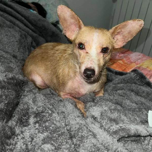 AGATA adozione del cuore per una cagnolina dolce e tenera - 3 anni 5 kg Foto 2