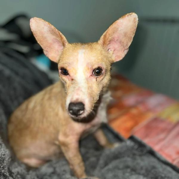 AGATA adozione del cuore per una cagnolina dolce e tenera - 3 anni 5 kg Foto 3