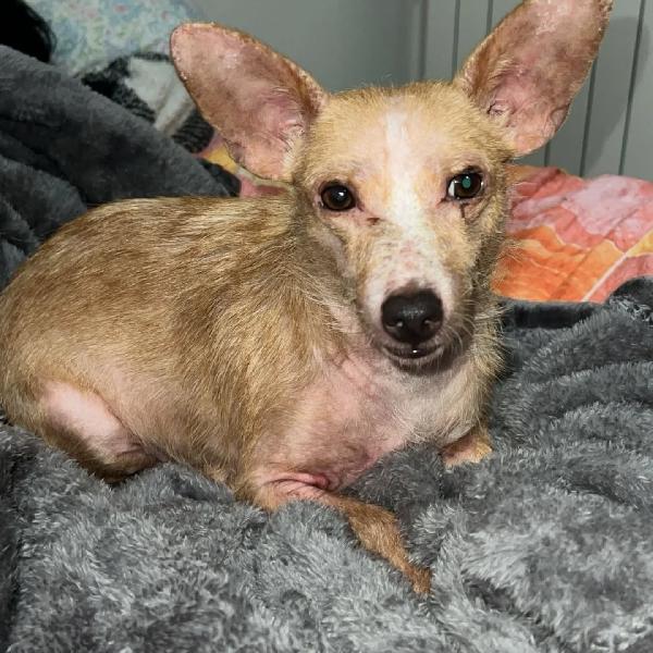 AGATA adozione del cuore per una cagnolina dolce e tenera - 3 anni 5 kg Foto 4