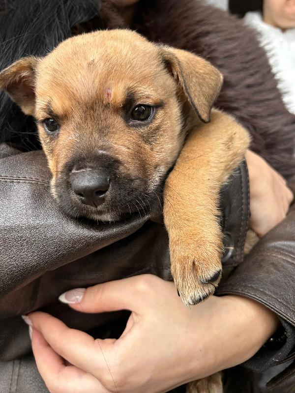 CHOCO e MUFFIN Foto 3