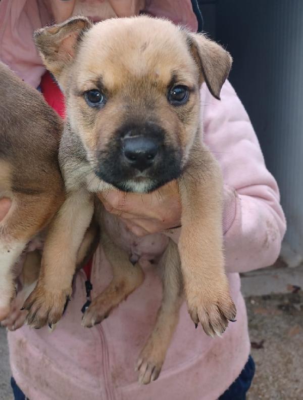 CHOCO e MUFFIN Foto 4