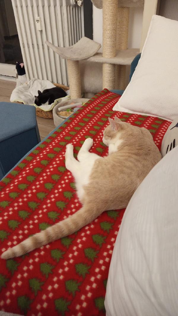 LA DOLCE PIMPI Foto 2