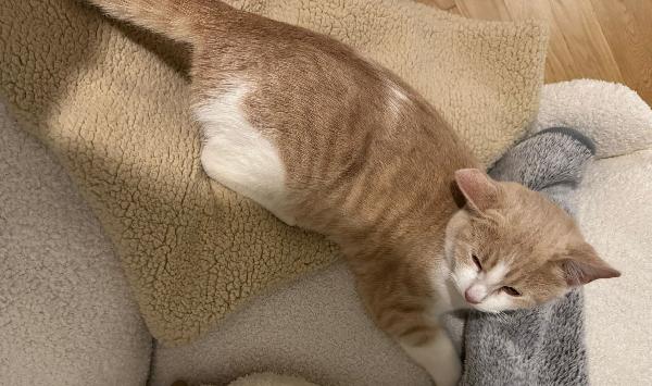 LA DOLCE PIMPI Foto 5