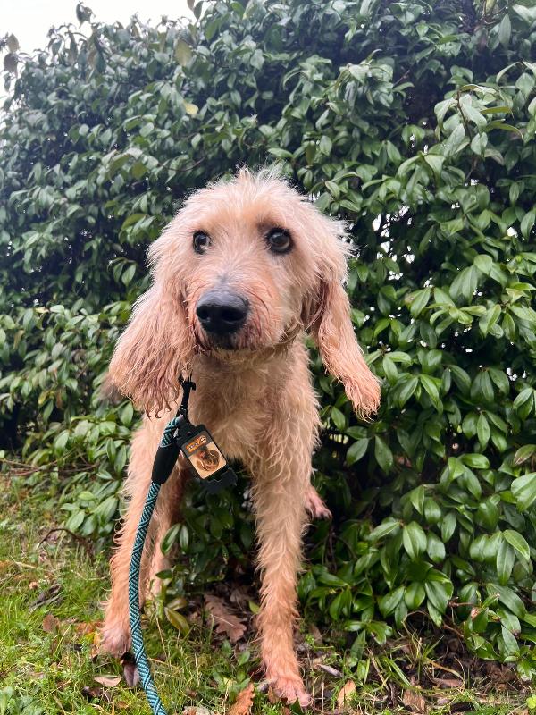 IL DOLCISSIMO JERRY Foto 3