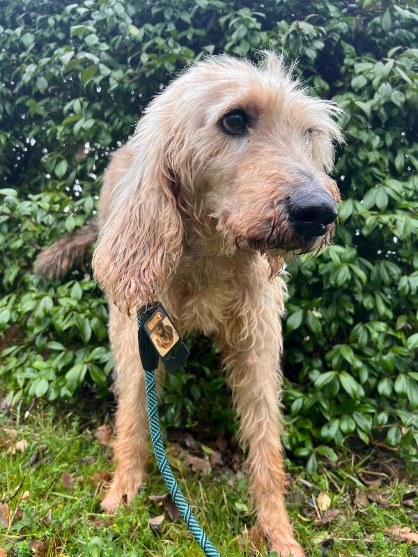 IL DOLCISSIMO JERRY Foto 4