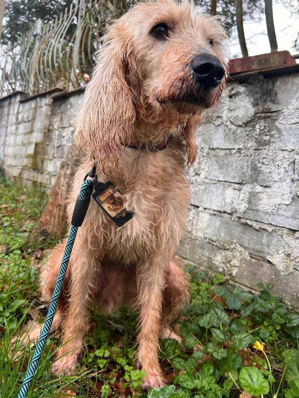 IL DOLCISSIMO JERRY Foto 5