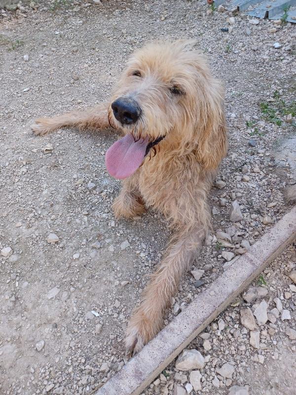 IL DOLCISSIMO JERRY Foto 6