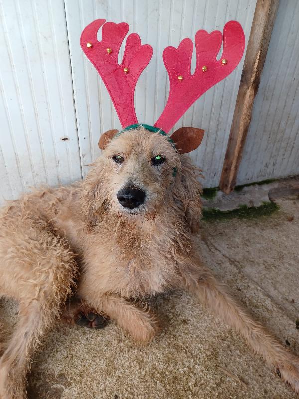 IL DOLCISSIMO JERRY Foto 8