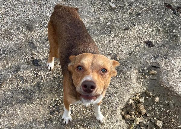 Cangu Taglia Piccola