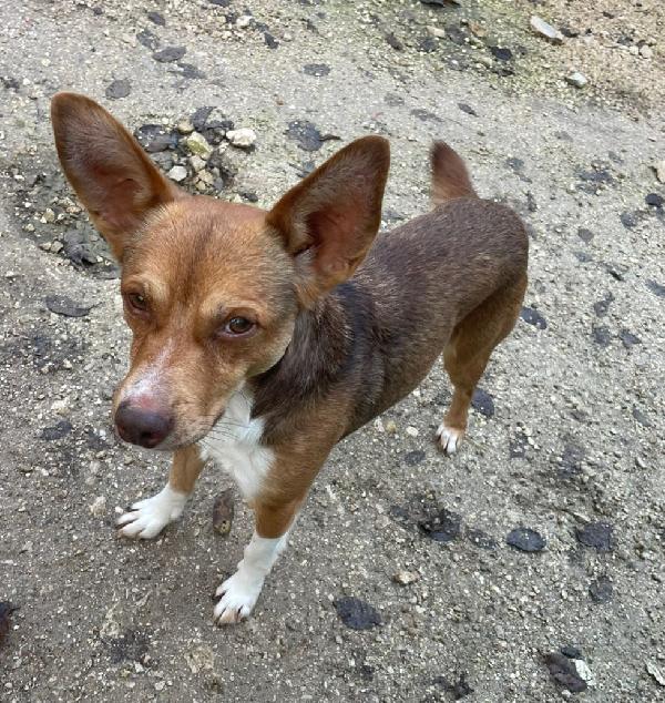 CANGU TAGLIA PICCOLA Foto 3