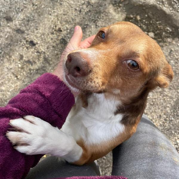 CANGU TAGLIA PICCOLA Foto 5