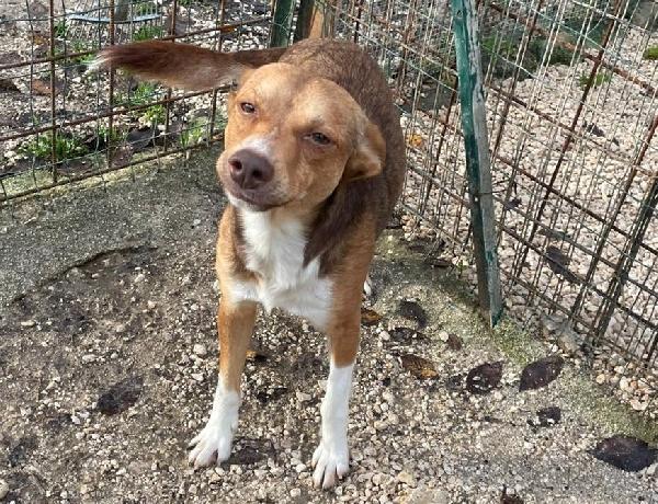 CANGU TAGLIA PICCOLA Foto 6