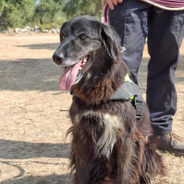 Lilly, la principessa Foto 2