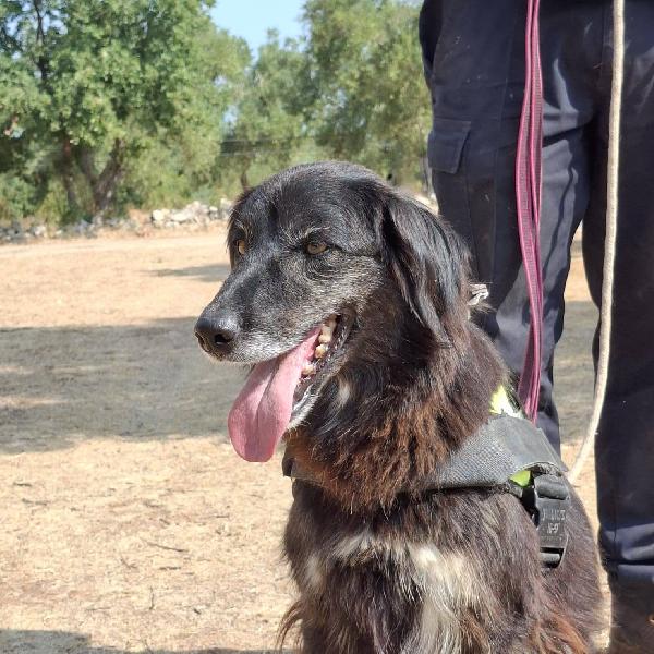 Lilly, la principessa Foto 4