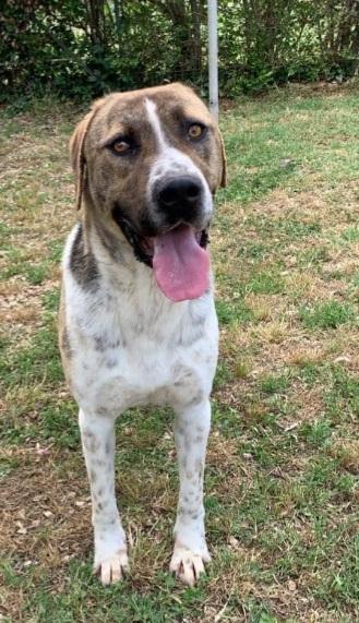 Perù 4anni buon carattere È STATO TRASFERITO! VITERBO Foto 3