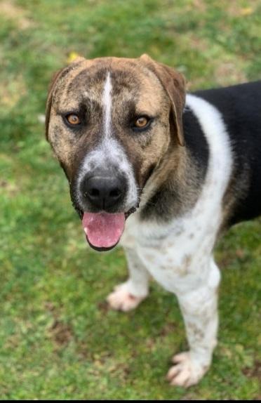 Perù 4anni buon carattere È STATO TRASFERITO! VITERBO Foto 4