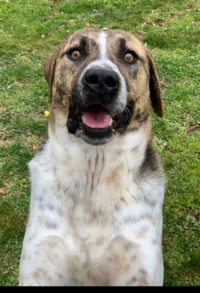 Perù 4anni buon carattere È STATO TRASFERITO! VITERBO Foto 5