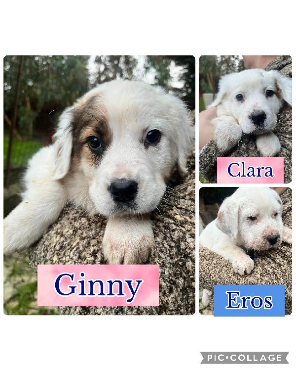 Cuccioli In Adozione