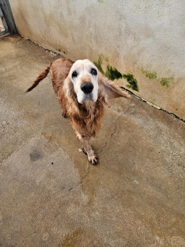 Mya: Cockerina Anziana Dolcissima 
