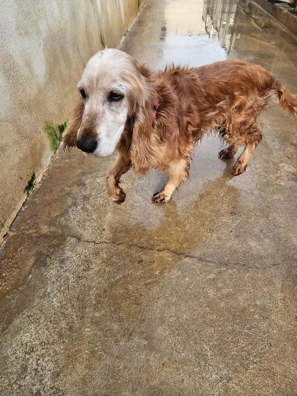 Mya: cockerina anziana dolcissima  Foto 2