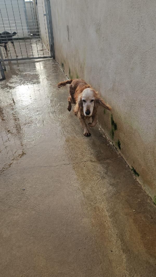 Mya: cockerina anziana dolcissima  Foto 3