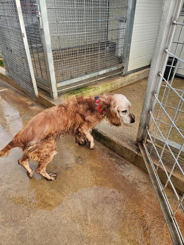 Mya: cockerina anziana dolcissima  Foto 7