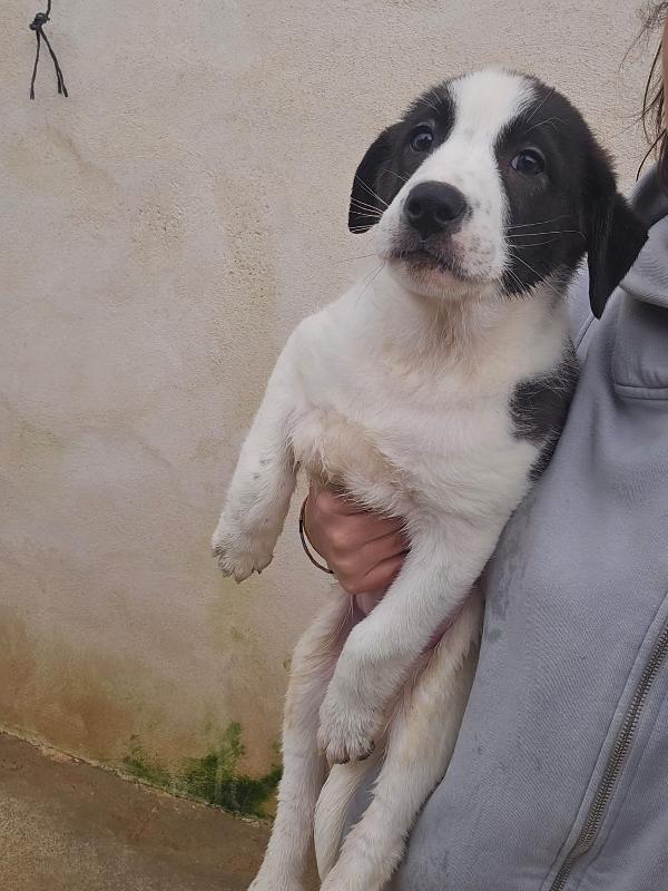 Olga: 3 mesi taglia grande  Foto 2