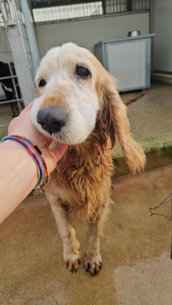 Adozione Del Cuore: Mya, Cocker Anziana, Cerca Famiglia 