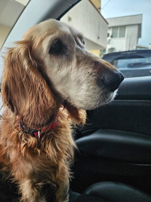 Adozione del cuore: Mya, cocker anziana, cerca famiglia  Foto 2