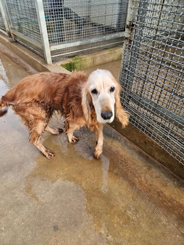 Adozione del cuore: Mya, cocker anziana, cerca famiglia  Foto 3