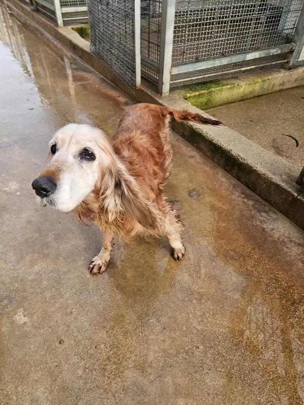 Adozione del cuore: Mya, cocker anziana, cerca famiglia  Foto 5
