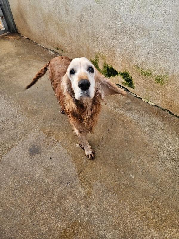 Adozione del cuore: Mya, cocker anziana, cerca famiglia  Foto 6