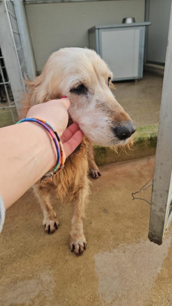 Adozione del cuore: Mya, cocker anziana, cerca famiglia  Foto 7