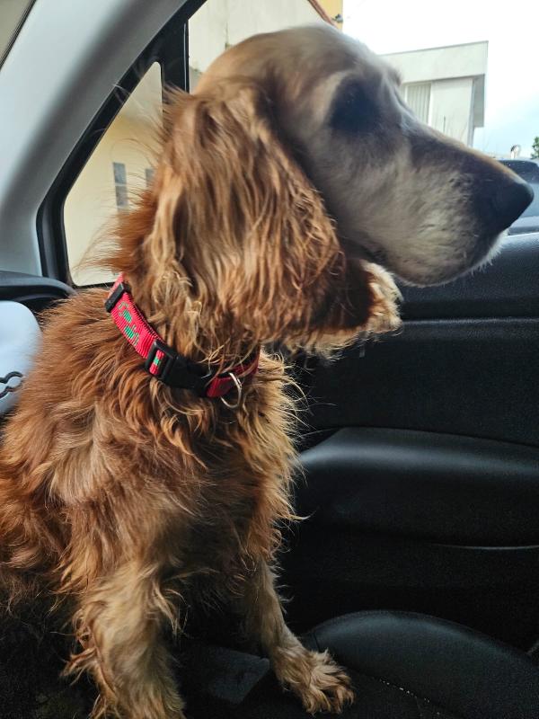 Adozione del cuore: Mya, cocker anziana, cerca famiglia  Foto 8