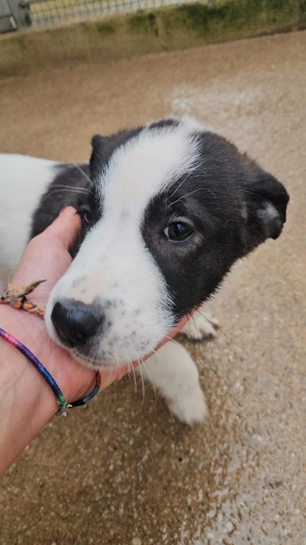 Olga Meravigliosa Cucciolotta Cerca Famiglia 