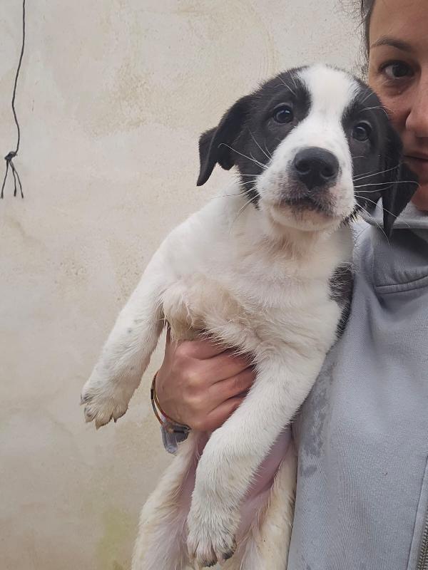 Olga meravigliosa cucciolotta cerca famiglia  Foto 2