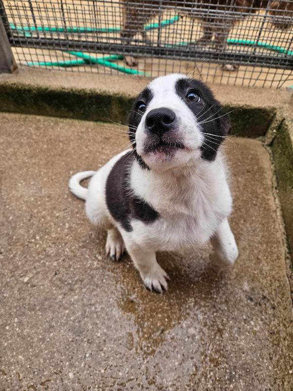 Olga meravigliosa cucciolotta cerca famiglia  Foto 4