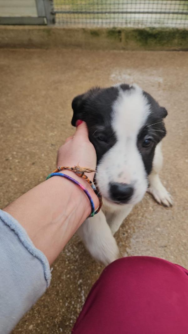 Olga meravigliosa cucciolotta cerca famiglia  Foto 6