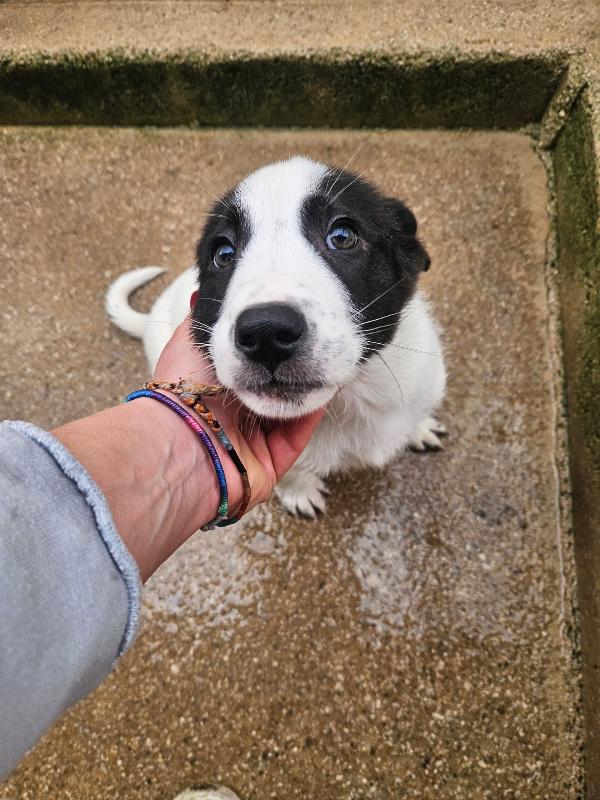 Olga meravigliosa cucciolotta cerca famiglia  Foto 7