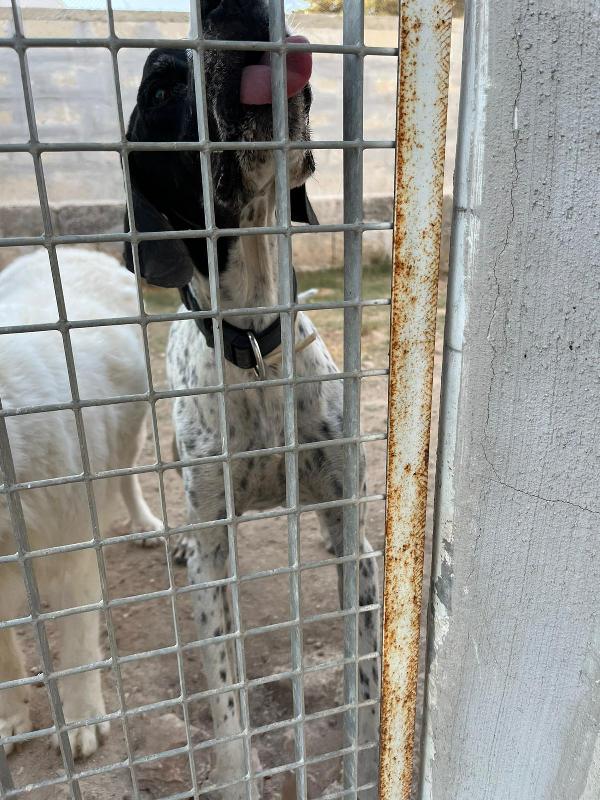 DJANGO tenerissimo cane in adozione! Foto 3