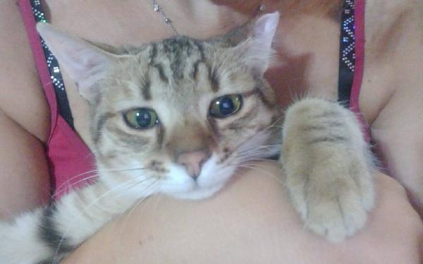 STITCH, tenero cucciolo in adozione ! Foto 6