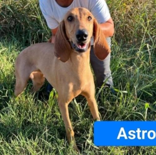 Segugio Italiano 2Anni E 1/2 Viveva In 1Casolare Coi Fratelli