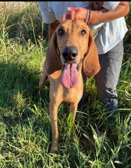 Segugio Italiano 2anni e 1/2 viveva in 1casolare coi fratelli Foto 2